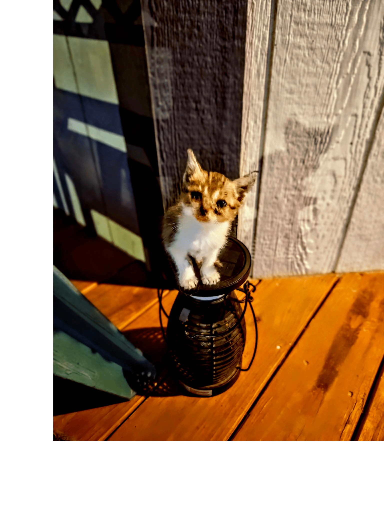 CUTENESS DEFINED - Ecc Digital Designs